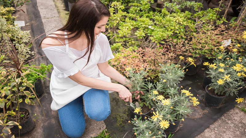 Garden Guide HomeNumental: A Complete Guide to Building a Beautiful and Sustainable Home Garden